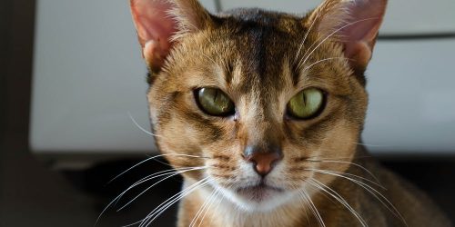 Abyssinian