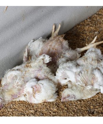 Avian influenza