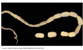 Dipylidiasis Dipylidiasis