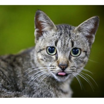 Feline Kobuvirus Feline Kobuvirus