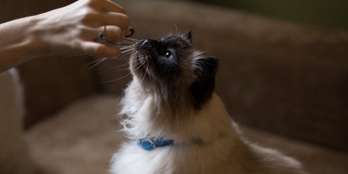 Himalayan cat