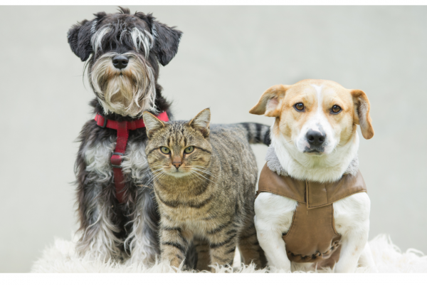 Importance of pet animals final
