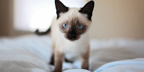 Siamese cat