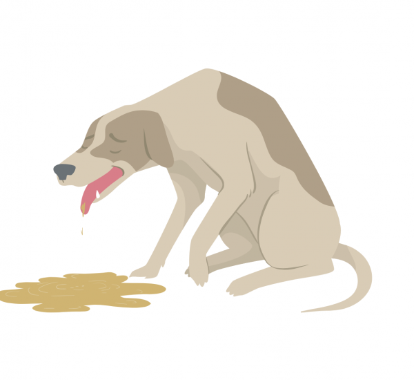 Sick dog