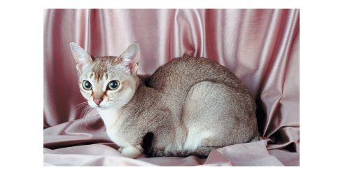 Singapura cat
