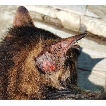 Sporotrichosis Sporotrichosis