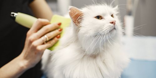 Turkish angora