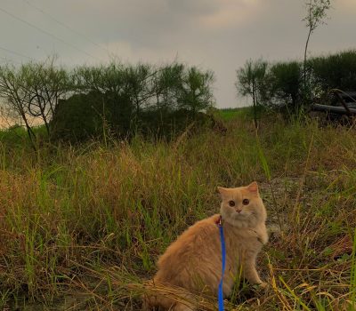 d5d459cf-77cd-4c71-b730-de5b4823ae5f